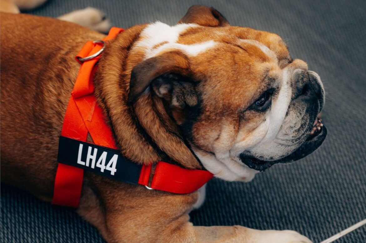 A retrospective on the greatest moments of the F1 paddock's bulldog.